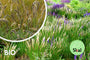 Biologisch Wimperparelgras - Melica ciliata Biologisch Wimperparelgras - Melica ciliata
