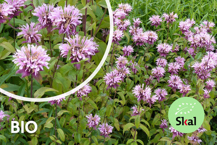 Biologisch Bergamotplant - Monarda 'Beauty of Cobham'