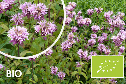 Biologisch Bergamotplant - Monarda 'Beauty of Cobham'