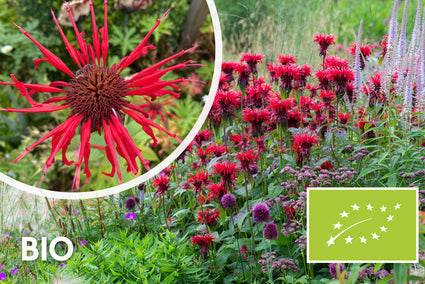 Biologisch Bergamotplant - Monarda 'Cambridge Scarlet'