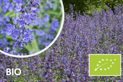 Biologisch Kattenkruid - Nepeta 'Walker's Low'