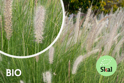 Biologisch Lampenpoetsersgras - Pennisetum alopecuroides 'Hameln'