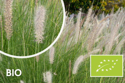 Biologisch Lampenpoetsersgras - Pennisetum alopecuroides 'Hameln'