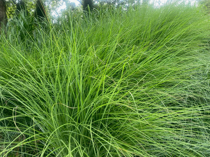 Prachtriet - Miscanthus sinensis 'Gracillimus' bio