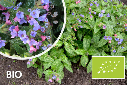 Biologische Longkruid - Pulmonaria saccharata 'Mrs Moon'