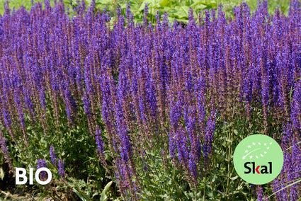Biologisch Salie - Salvia nemorosa 'Ostfriesland'