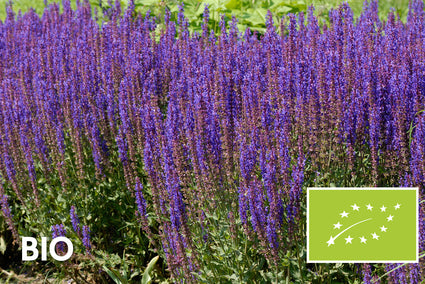 Biologisch Salie - Salvia nemorosa 'Ostfriesland'