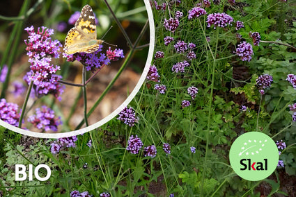 Biologisch IJzerhard (Lage soort 60 cm) - Verbena bonariensis 'Lollipop'