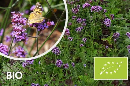 Biologisch IJzerhard (Lage soort 60 cm) - Verbena bonariensis 'Lollipop'