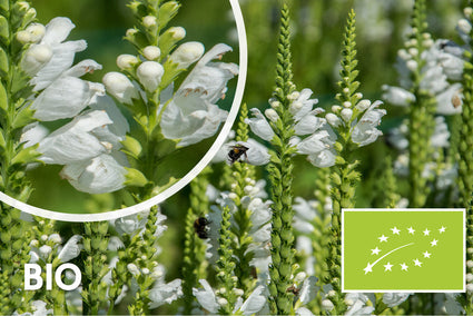 Biologisch Aar ereprijs (Wit) - Veronica spicata 'Icicle'