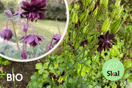 Biologisch Akelei - Aquilegia vulgaris 'Black Barlow'