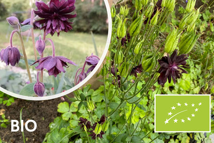 Biologisch Akelei - Aquilegia vulgaris 'Black Barlow'