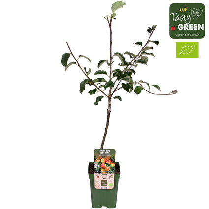 Biologisch Appelboom - Malus domestica 'Jonagold' Compact, halfstam