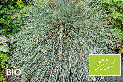 Biologisch Blauw schapengras - Festuca glauca