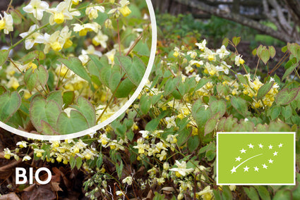 Biologisch Elfenbloem - Epimedium versicolor 'Sulphureum'