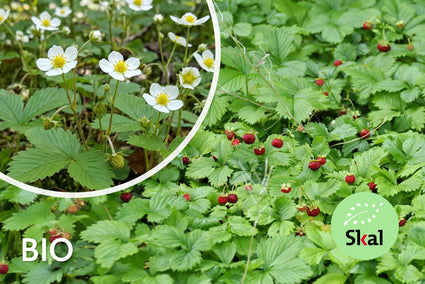 Biologisch Bosaardbei - Fragaria vesca