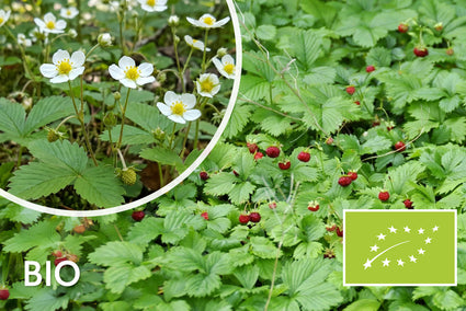 Biologisch Bosaardbei - Fragaria vesca