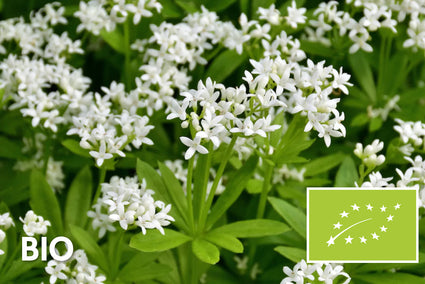 Biologisch Lievevrouwebedstro - Galium odoratum - (ook per m2)