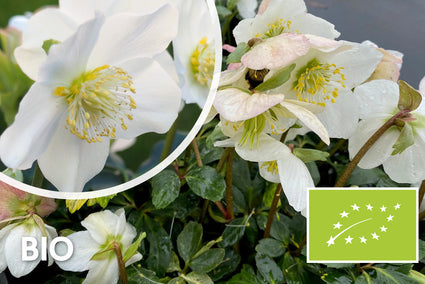 Biologisch Kerstroos / Nieskruid (Wit) - Helleborus niger