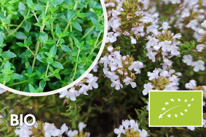 Biologisch Keukentijm - Thymus vulgaris 'Compactus'