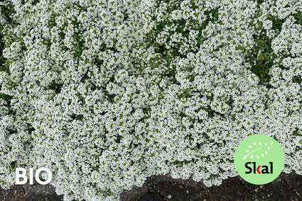 Biologisch Kruiptijm 'Wit' - Thymus praecox 'Albiflorus' (ook per/m2)