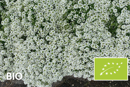 Biologisch Kruiptijm 'Wit' - Thymus praecox 'Albiflorus' (ook per/m2)