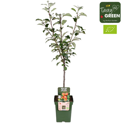 Biologisch Appelboom - Malus domestica 'Elstar' Compact, halfstam