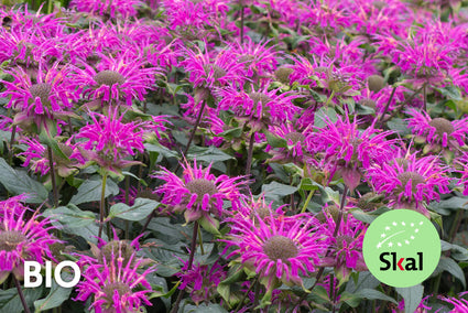 Biologisch Bergamotplant - Monarda 'Prarienacht'