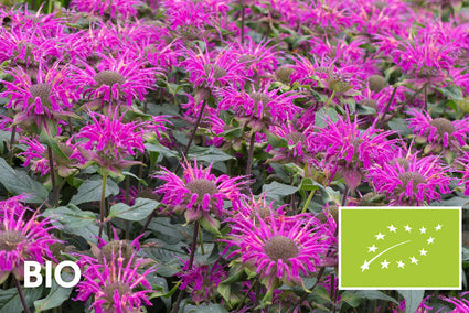Biologisch Bergamotplant - Monarda 'Prarienacht'