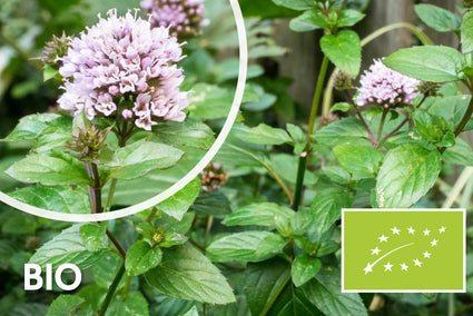 Biologisch Munt - Mentha piperita