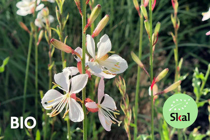 Biologisch Prachtkaars - Gaura lindheimeri