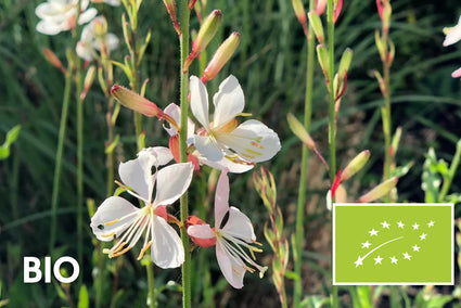 Biologisch Prachtkaars - Gaura lindheimeri
