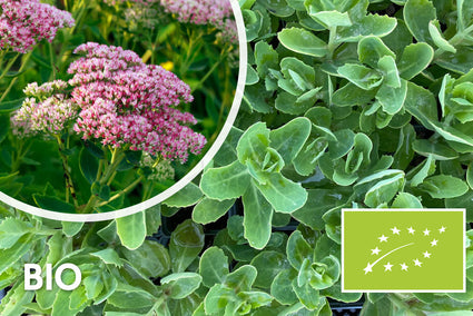 Biologisch Vetkruid - Sedum 'Herbstfreude'