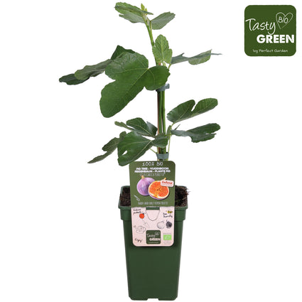 Biologisch Vijgenboom - Ficus Gustissimo 'Perretta®'