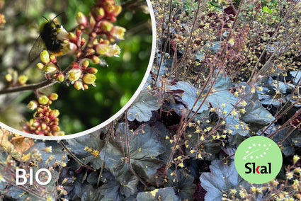 Biologisch Purperklokje - Heuchera micrantha 'Palace Purple'