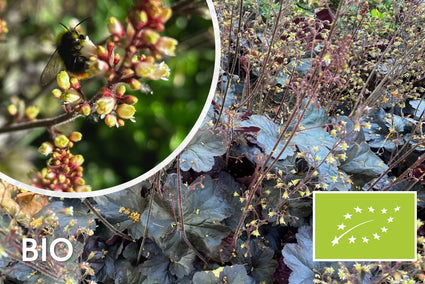 Biologisch Purperklokje - Heuchera micrantha 'Palace Purple'