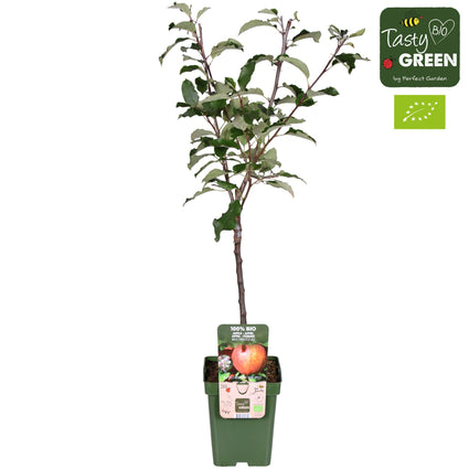Biologisch Appelboom - Malus domestica 'Gala' Compact, halfstam