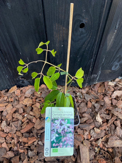 Biologische Bosrank - Clematis armandii 'Apple Blossom' BIO