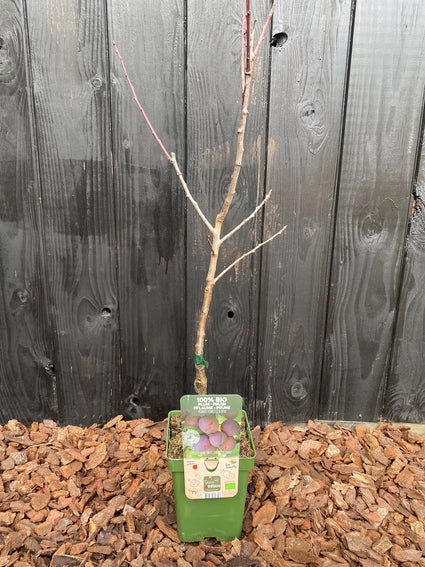 Biologische Pruimenboom - Prunus Domestica Opal BIO
