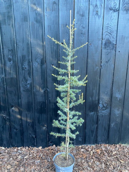voorbeeld wat u koopt Cedrus L. Glauca C7.5 pot hoogte 150-175 cm