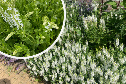 Salie (Wit) - Salvia x sylvestris 'Schneehügel'