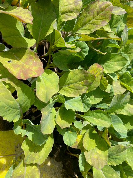 Bloemkool - Brassica oleracea botrytis cauliflora