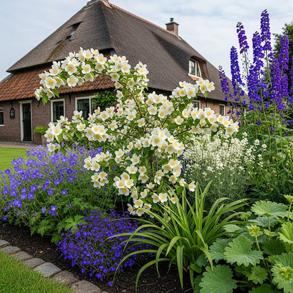 Boerenjasmijn - Philadelphus 'Lemoinei'