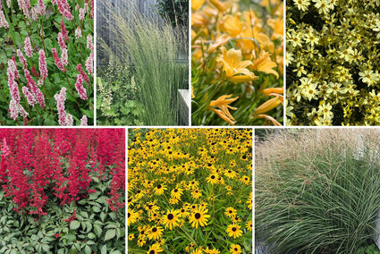 Borderpakket Ilse - Vaste planten & siergras - Rood & Geel - Halfschaduw & Zon