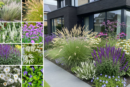 Borderpakket Henk jan - Siergras en vaste planten mix - Paars & Wit - Zon