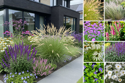 Borderpakket Henk jan - Siergras en vaste planten mix - Paars & Wit - Zon