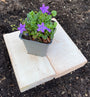 Campanula Resholt variety in p9 pot Campanula Resholt variety in p9 pot