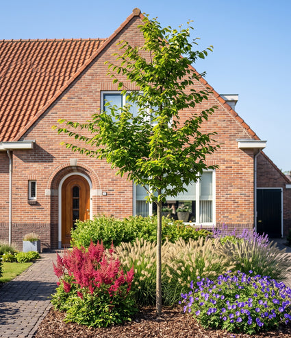 Haagbeuk Hoogstam boom - Carpinus betulus op hoge stam