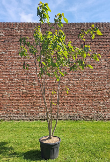 Meerstammige Trompetboom - Catalpa Bignonioides