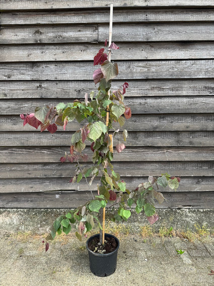 Judasboom - Cercis canadensis 'Forest Pansy'